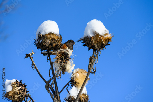 Cheerful towhee perched on an artichoke plant flowerhead feeding on seeds on a snowy winter day
