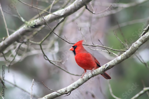 Red Male Cardinal At a Bird Feeder