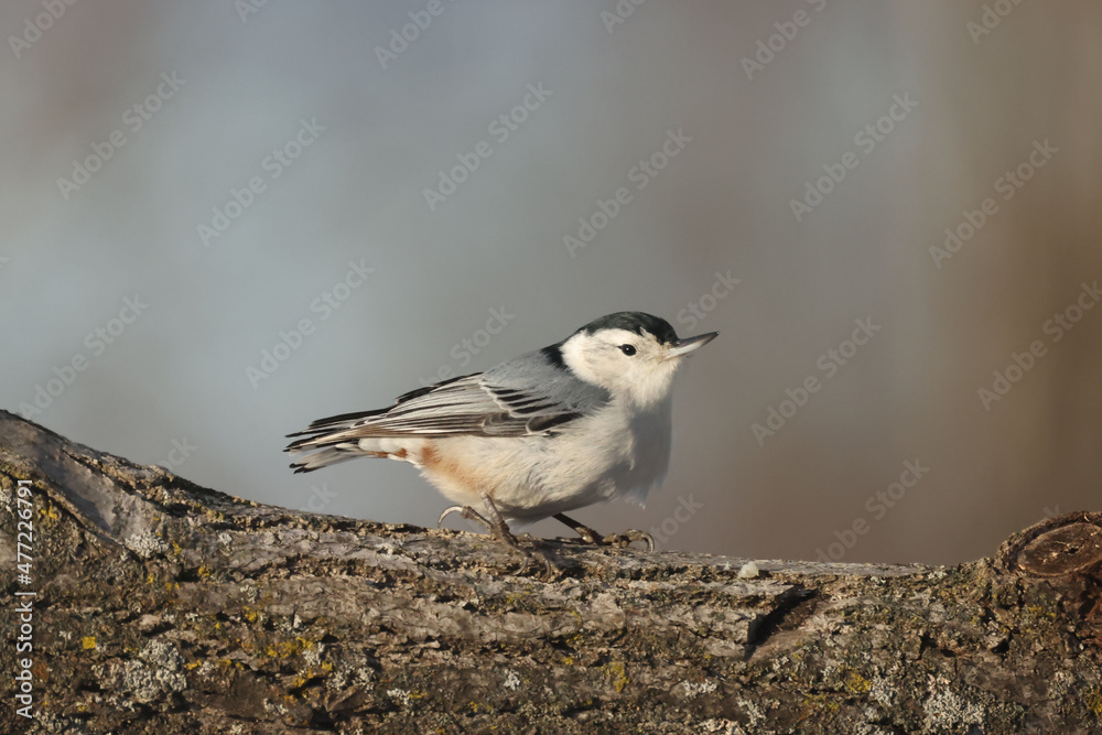 White breasted nuthatches on tree branch on winter afternoon in forese
