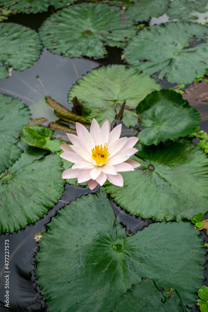 Yellow Lotus blossoms or Water Lily flowers blooming in the pond Yellow Lotus blossoms or Water Lily flowers blooming in the pond