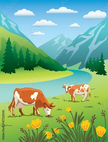 Cows graze in alpine meadows Color illustration