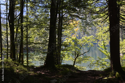 Fototapeta Naklejka Na Ścianę i Meble -  Morning in the woods with lake in the background