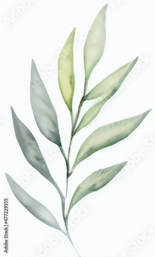 watercolor floral illustration green branches plan leaf wedding wallpapers stationary greetings eucalyptus olive green leaves © Native Graphic Arts