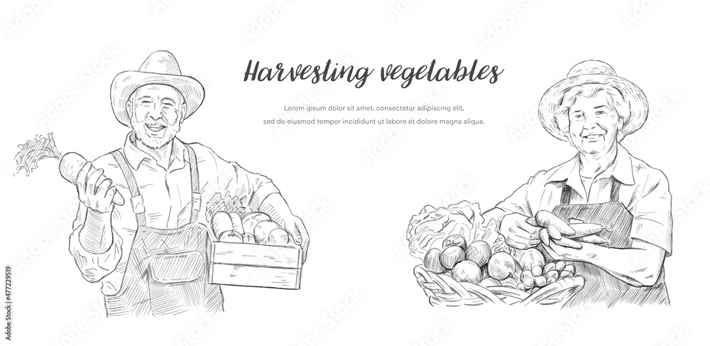 ベクターイラスト素材：野菜を収穫するシニア男性とシニア女性