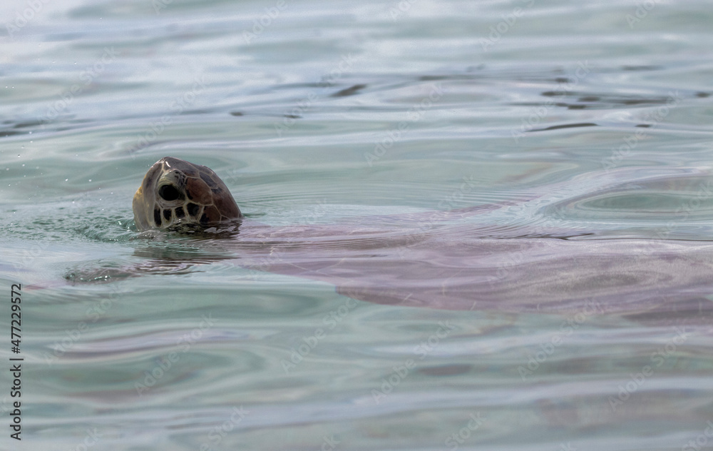 turtle in the sea turtle in the sea