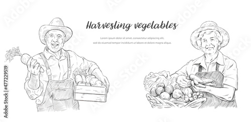 ベクターイラスト素材：野菜を収穫するシニア男性とシニア女性
