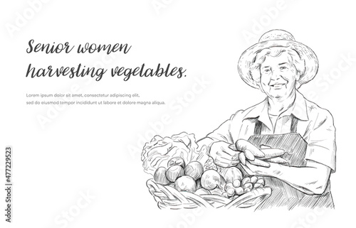 ベクターイラスト素材：野菜を収穫するシニア女性