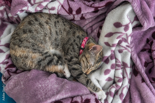 Gray cat sleeping on a purple blanket