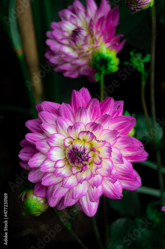 Flor