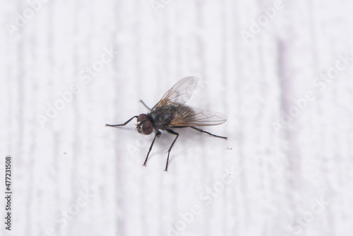 One fly siting on the wall