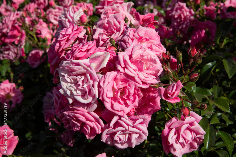 Naklejka premium Floral. Closeup view of Rosa Palmengarten Frankfurt flowers of pink petals, blooming in spring in the garden.