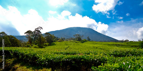  the beauty of the tea garden with the background of Mount Dempo, south sumatera, Indonesia photo