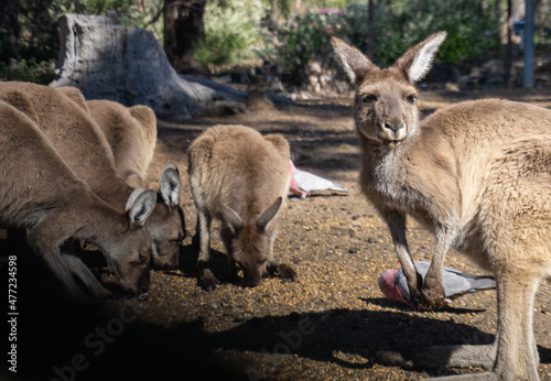 Kangaroos grazing in John Forest National Park Perth Western Australia