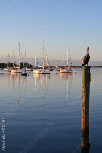 Pelican on post with moored sailboats in background in Coconut Grove, Florida at sunrise.