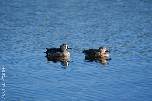 ducks on the water