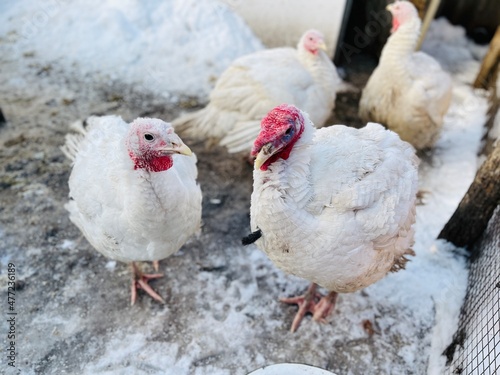 Turkeys on snowy ground on farm. From above white turkeys standing on cold snowy ground in enclosure on winter day on farm