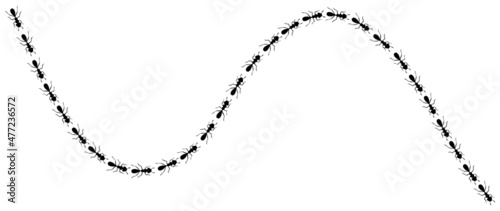 Ants marching in trail searching food. Ant path isolated in white background. Vector illustration