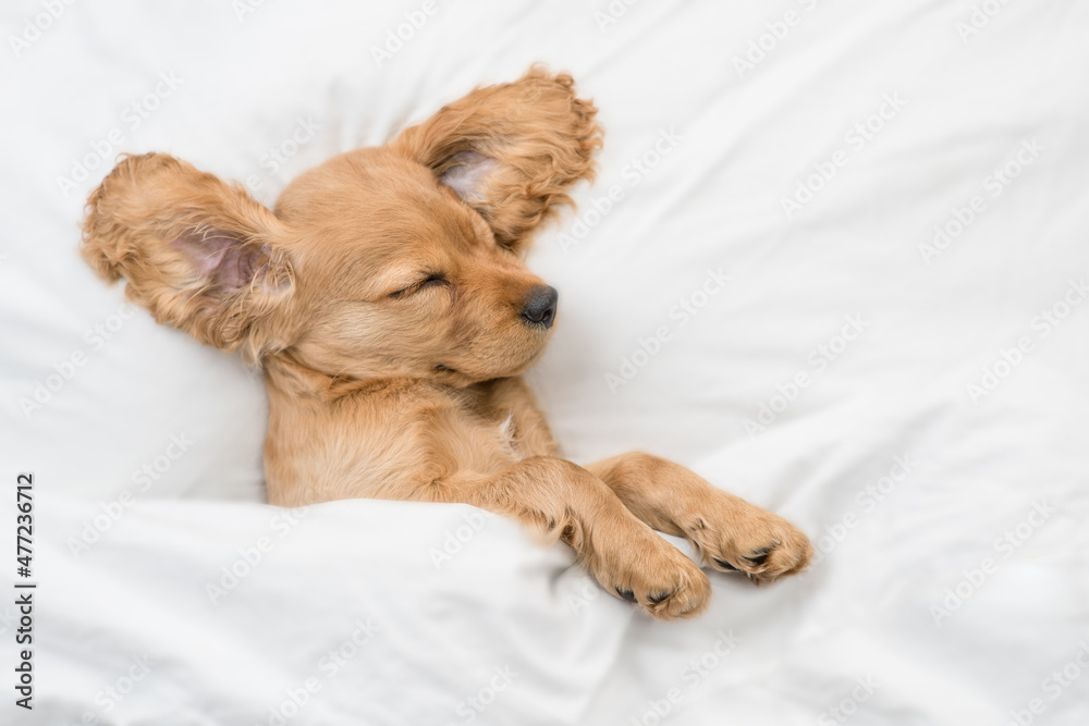 Eared English Cocker spaniel puppy sleeps on a bed at home. Top down view Eared English Cocker spaniel puppy sleeps on a bed at home. Top down view