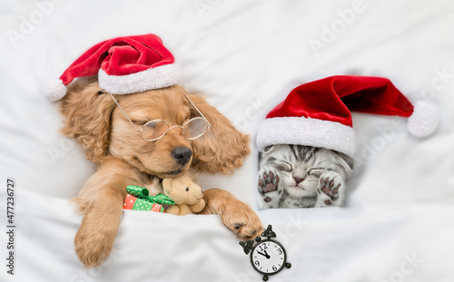 English Cocker spaniel puppy and tiny kitten wearing santa hats sleep together under white warm blanket on a bed at home. Top down view. Puppy holds gift box, toy bear and alarm clock © Ermolaev Alexandr