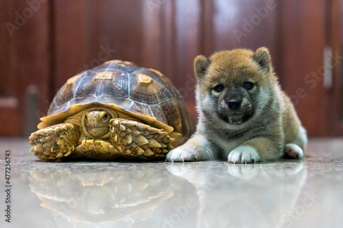 Shiba Inu puppy and African spurred tortoise or Sulcata tortoise.