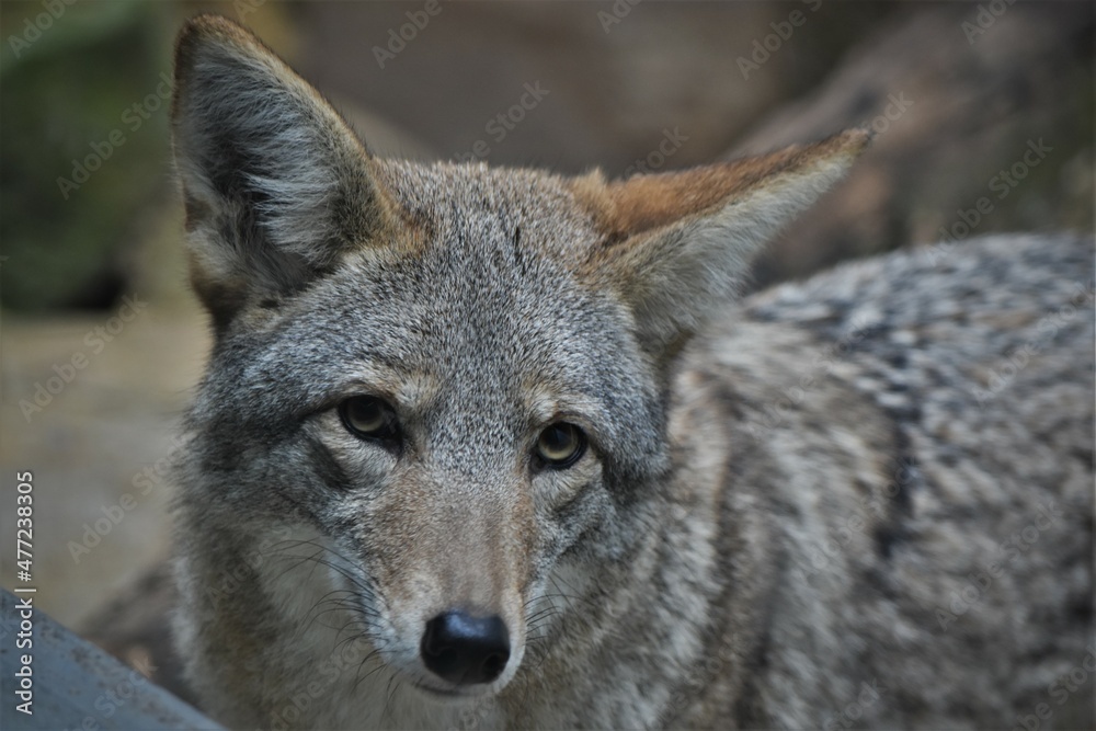 Coyote Posing for the Camera
