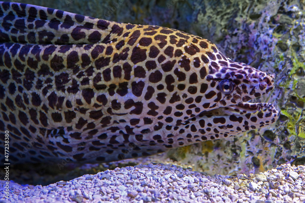 Honeycomb Moray Eel, Open Mouth
Honeycomb Moray Eel, Open Mouth