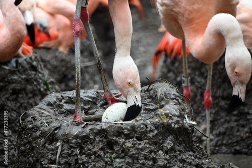 Chilean Flamingo Egg in a Nest
