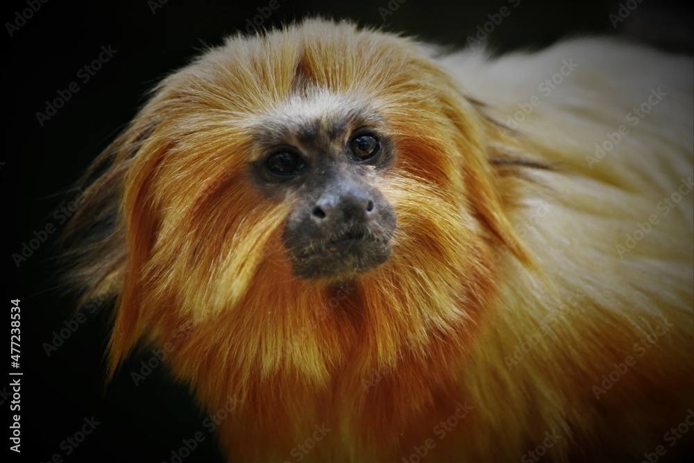 Golden Lion Tamarin Monkey Face Close Up
Golden Lion Tamarin Monkey Face Close Up