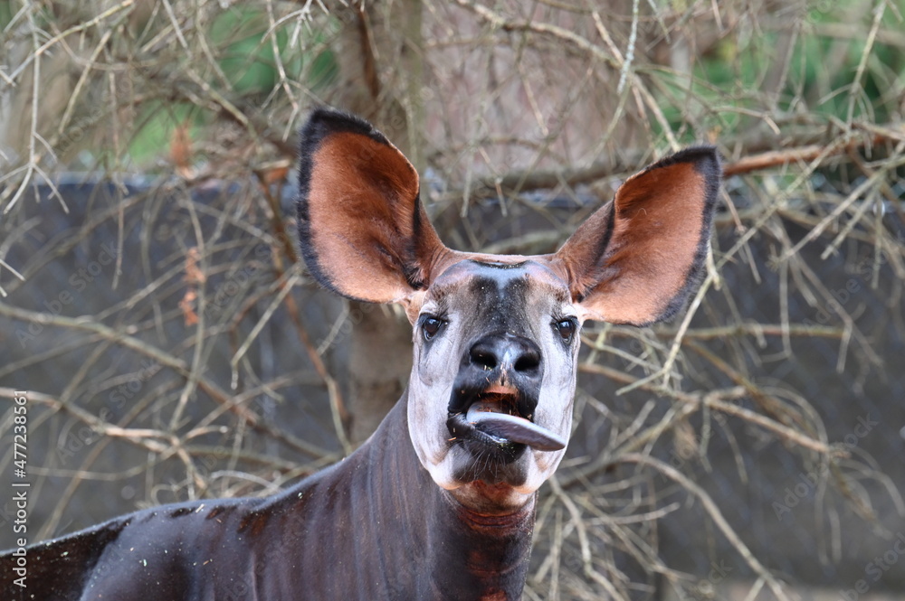 Fototapeta premium Okapi Face Close Up, Tongue Out 