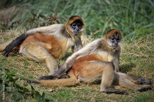 Photography Black-Handed Spider Monkey Paid Sitting Together