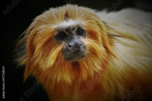 Golden Lion Tamarin Monkey Face Close Up
