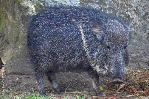 Chacoan Peccary Standing and Watching
 photo