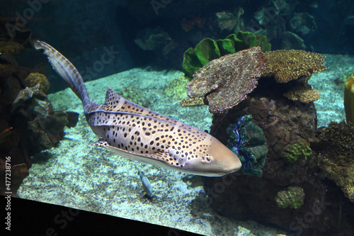 Zebra Shark Swimming Near the Bottom  © Andrew