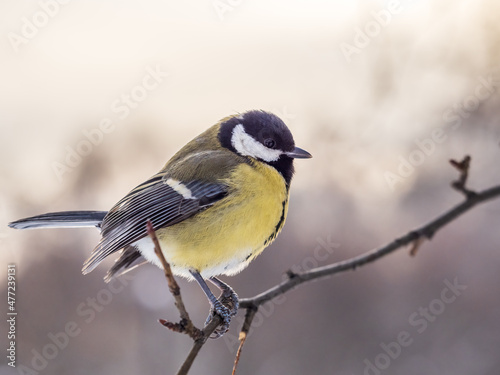 Cute bird Great tit, songbird sitting on a branch without leaves in the autumn or winter.