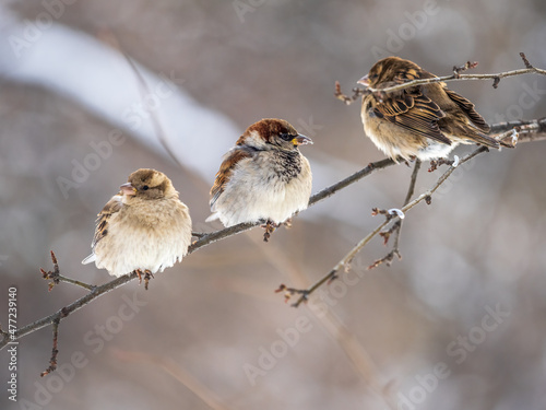 Three Sparrows sits on a branch without leaves. photo