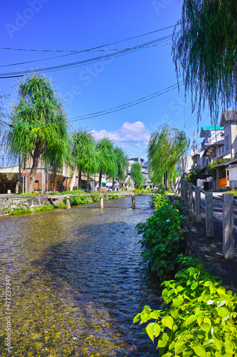 京都市東山区の白川に掛かる一本橋と柳並木の風景