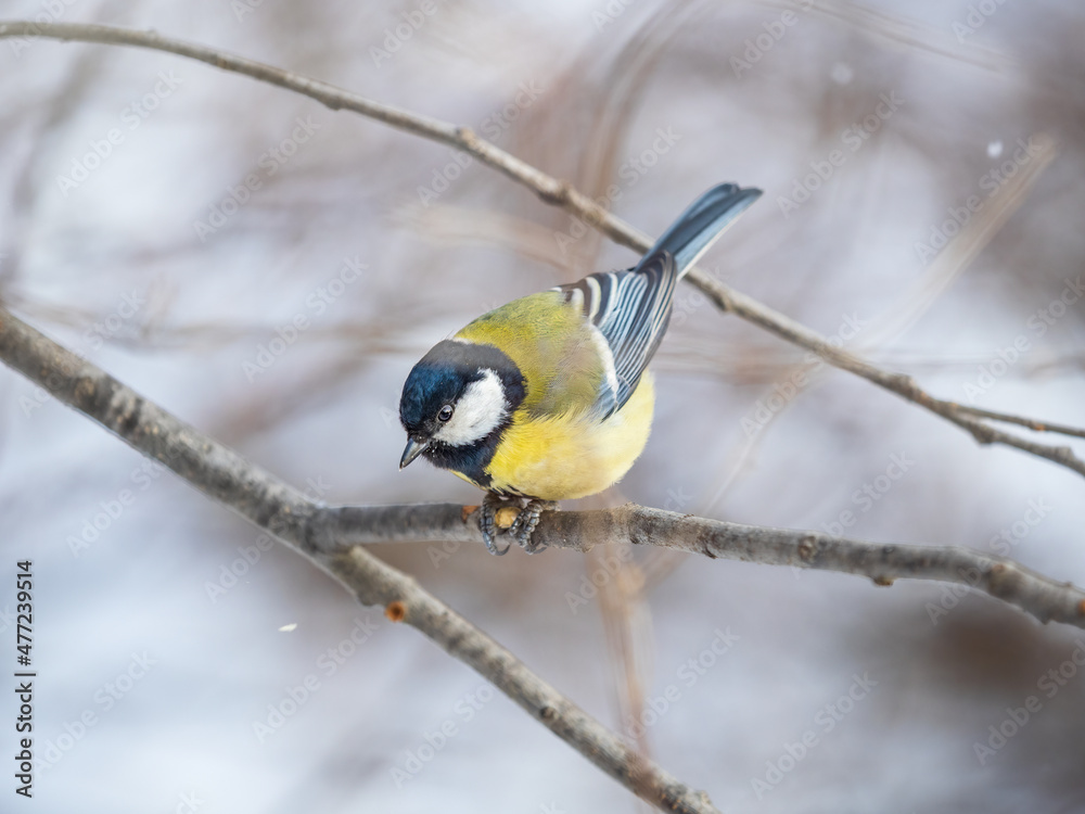 Obraz premium Cute bird Great tit, songbird sitting on a branch without leaves in the autumn or winter.