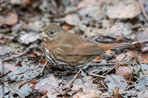 Fox sparrow Sooty (Passerella iliaca) a new world sparrow close up in Canada on the ground
