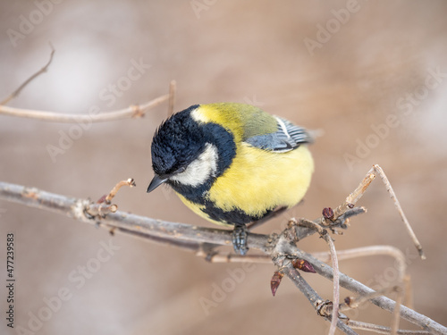 Cute bird Great tit, songbird sitting on a branch without leaves in the autumn or winter.