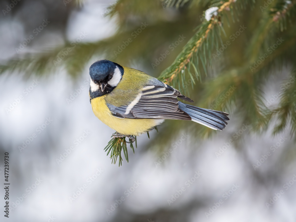 Cute bird Great tit, songbird sitting on the fir branch Cute bird Great tit, songbird sitting on the fir branch