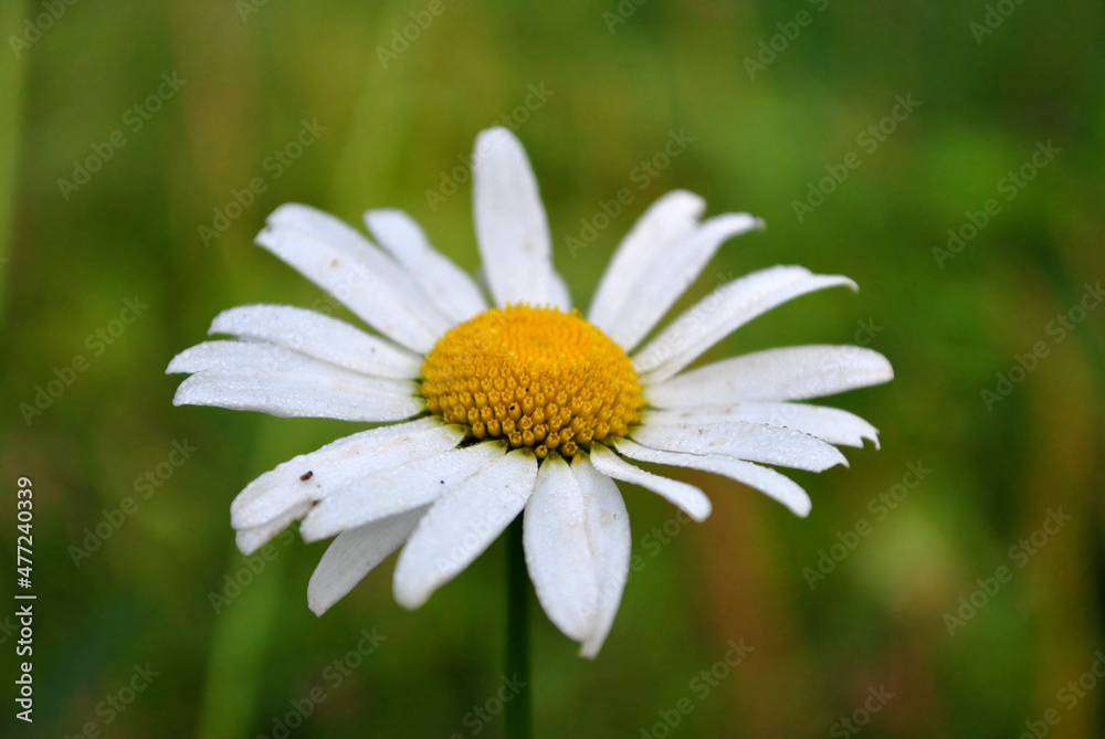 Obraz premium daisy flower