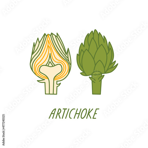 Artichoke on a white background. Vector flat illustration with green vegetables. Organic plant food