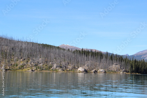 Dead Forest By The Lake  Jasper National Park  Alberta
