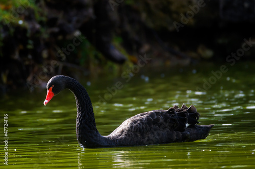Selective focus photo. Black swans at pond.