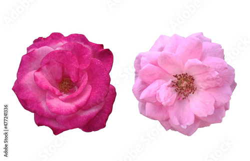 Closeup, Set two rose pink color flower blossom bloom isolated on white for decoration background or advertising design product, Anniversary of love day, floral pastel magenta colours