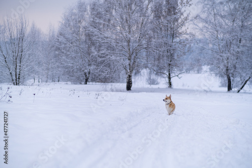 A dog in the snow. Winter in Russia