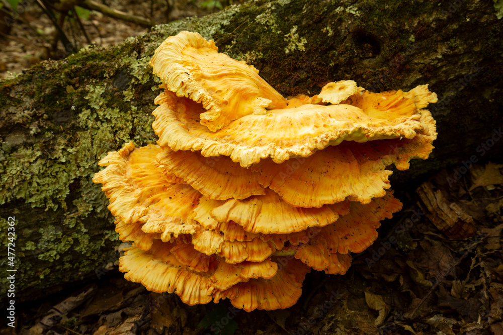 Chicken of the woods mushroom in Wilmot, New Hampshire. Chicken of the woods mushroom in Wilmot, New Hampshire.