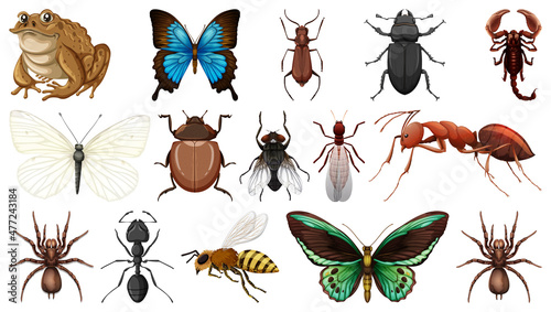 Different insects collection isolated on white background © blueringmedia