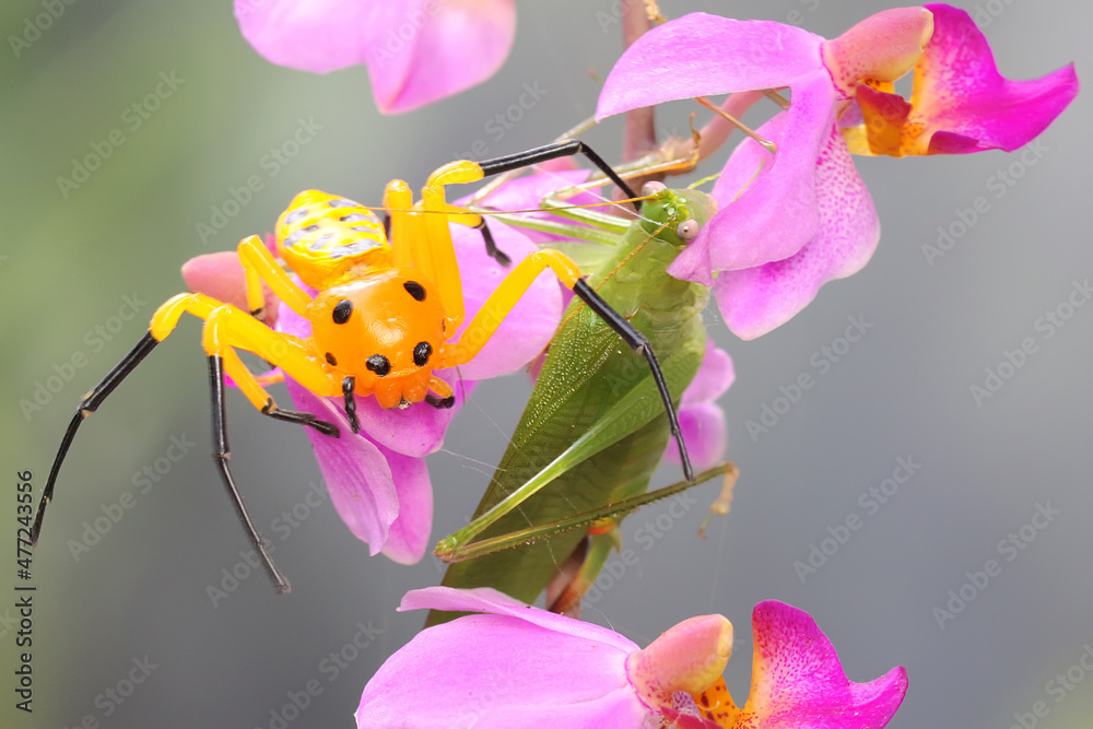 An eight-spotted crab spider preying on a cricket. This spider has the