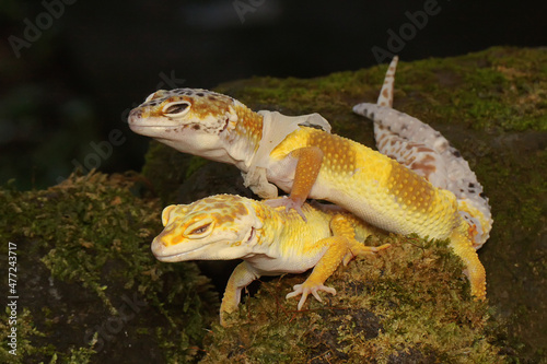 A pair of leopard geckos are getting ready to mate. Reptiles with attractive colors have the scientific name Eublepharis macularius. 
